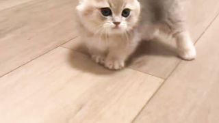 可爱的短腿猫