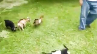 Naughty. Bruclee goat