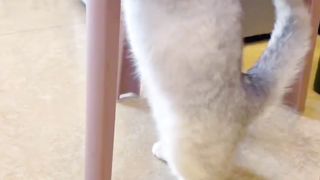 猫猫跳舞