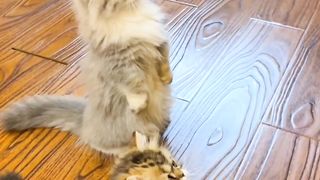 cute cat behavior