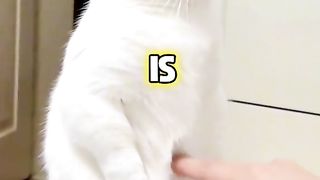 Cats 369