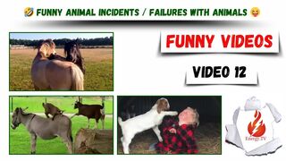 Funny videos / Funny animal incidents / Failures with animals