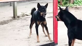 funny videos of Pja