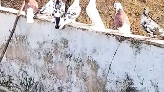 pigeon_#palistine_#kashmir_#birds_#animals_#nature_#beautiful_#mountains_#natural_#qudrat_#religion
