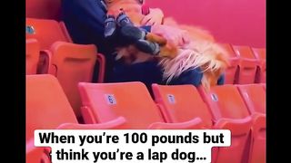 He’s WAY too big to be a lap dog…. #dog #goldenretriever