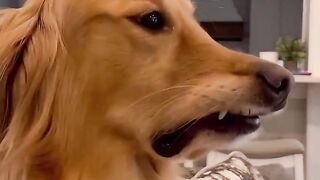 I caught my dog judging me!