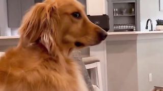That shifty side eye… #dog #goldenretriever