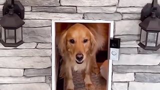 This luxury doghouse is insane! #dog #goldenretriever