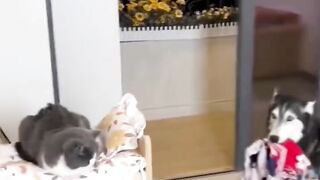 Funny moment dogs compilations