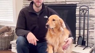 Bet you didn’t know that! #dog #goldenretriever