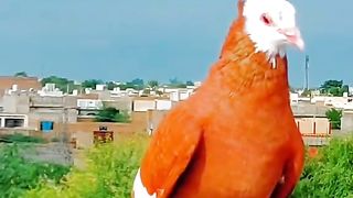 Subhan Allah beautiful pigeon