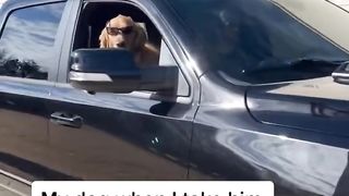 My dog is an attention magnet. #dog #goldenretriever
