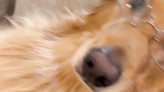 My dog was NOT happy! #dog #goldenretriever