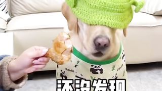 funny videos of Pja