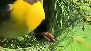 Who gave this little bird so much intelligence?