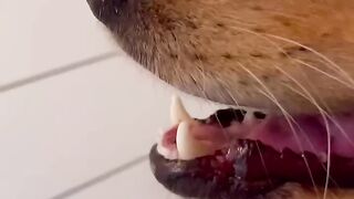My dog kicked me out of his house!