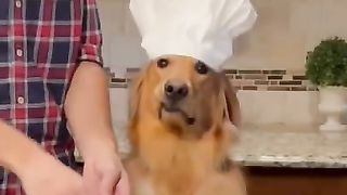 We’ve all been there… #dogs #dog #goldenretriever #puppy #animals #shorts