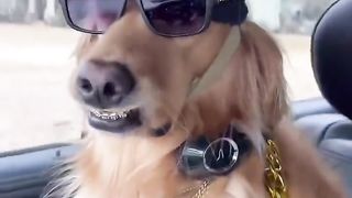 My dog transformed! ???? #dog #goldenretriever #puppy