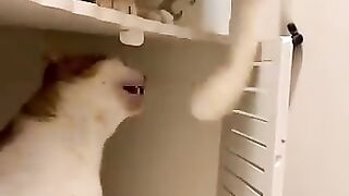 Funny_animals_2023????_-_Funniest_Cats_and_Dogs_Video????????270_#shorts(360p).