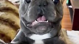 funny_animals_#shorts(360p).