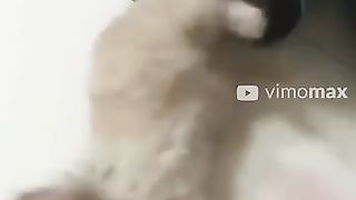 Funny_Animal_Video_#Shorts (360p).