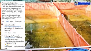 Begini akibatnya jika pemijahan induk lele dengan jumlah kolam sedikit ( 1-2 kolam)