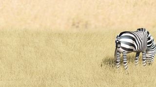 Savanna version - Zebra
