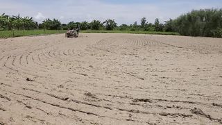 How To Grow Rice Paddy Herb and Harvesting in My Village
