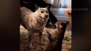 New Funny Animals 2023 ???? Funniest Cats and Dogs Videos
