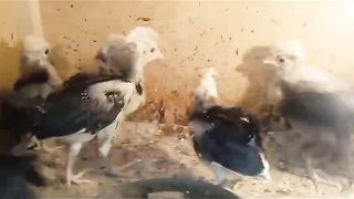 The brooder