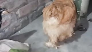 Kis jaga