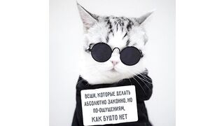 КОТЫ НЕ ПОНИМАЮТ! ))) _ Приколы с котами _ Мемозг 1368