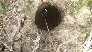 Similar to a Snake Hole, It Turns Out to be a Monster Eel Hole