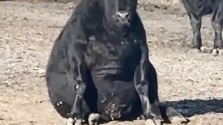 Funny animal videos cats and Dogs