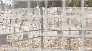 The squirrels