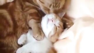 A beloved cat
