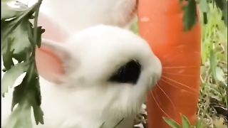 FUNNY LOL WIN