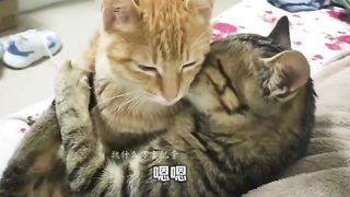 猫的“对白”