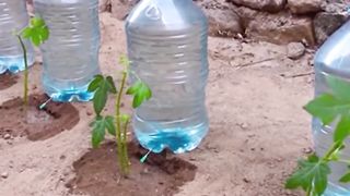 Life hack. Making a slow watering irrigation system.