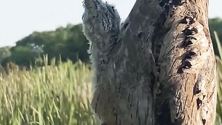 Camouflage of the potoo bird and her child