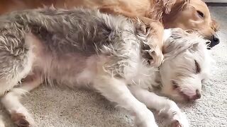 My dog got a brother and this happened! #dog #goldenretriever