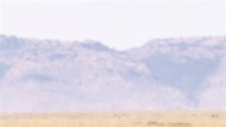 Savanna version - Farting wild boar