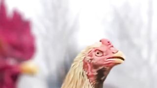 If Birds Had Arms - Compilation.