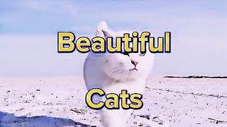 Top 10 Most Beautiful Cat's In The World