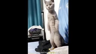 Drawings of Cat Memes