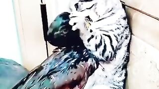 Funny Fight