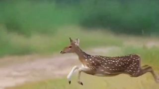 Beautiful Animals