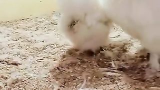 Silky birds ll birds of