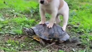 Nice video plz subscribe #