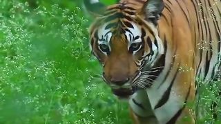O tigre (Panthera tigris) é um animal mamífero, carnívoro e excelente predador. Eles representam os maiores felinos da natureza